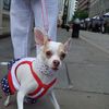 Are Tiny Dogs The Bitiest Dogs in New York City?